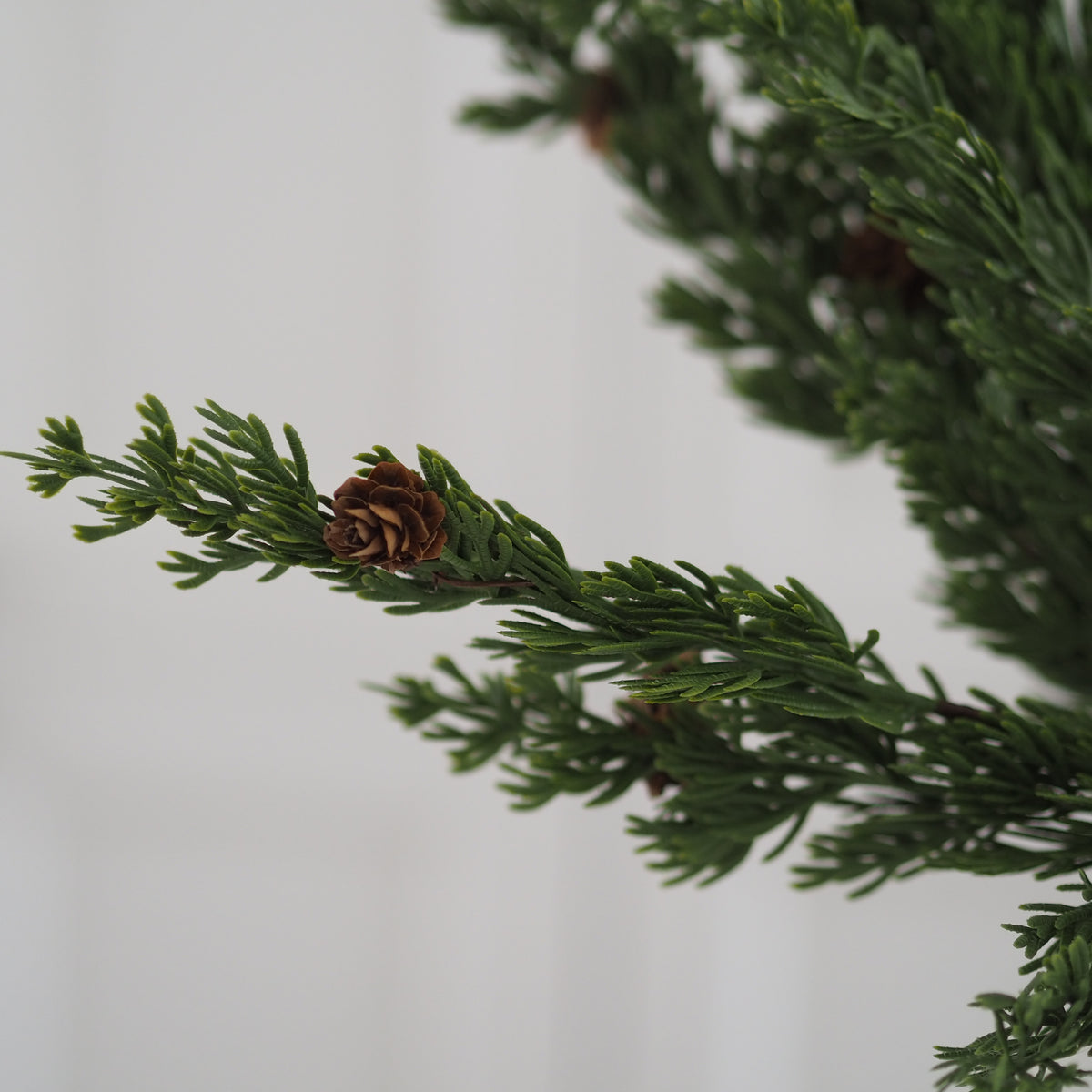 Close-up of real touch Norfolk pine branch with small brown pine cones against a soft white background.