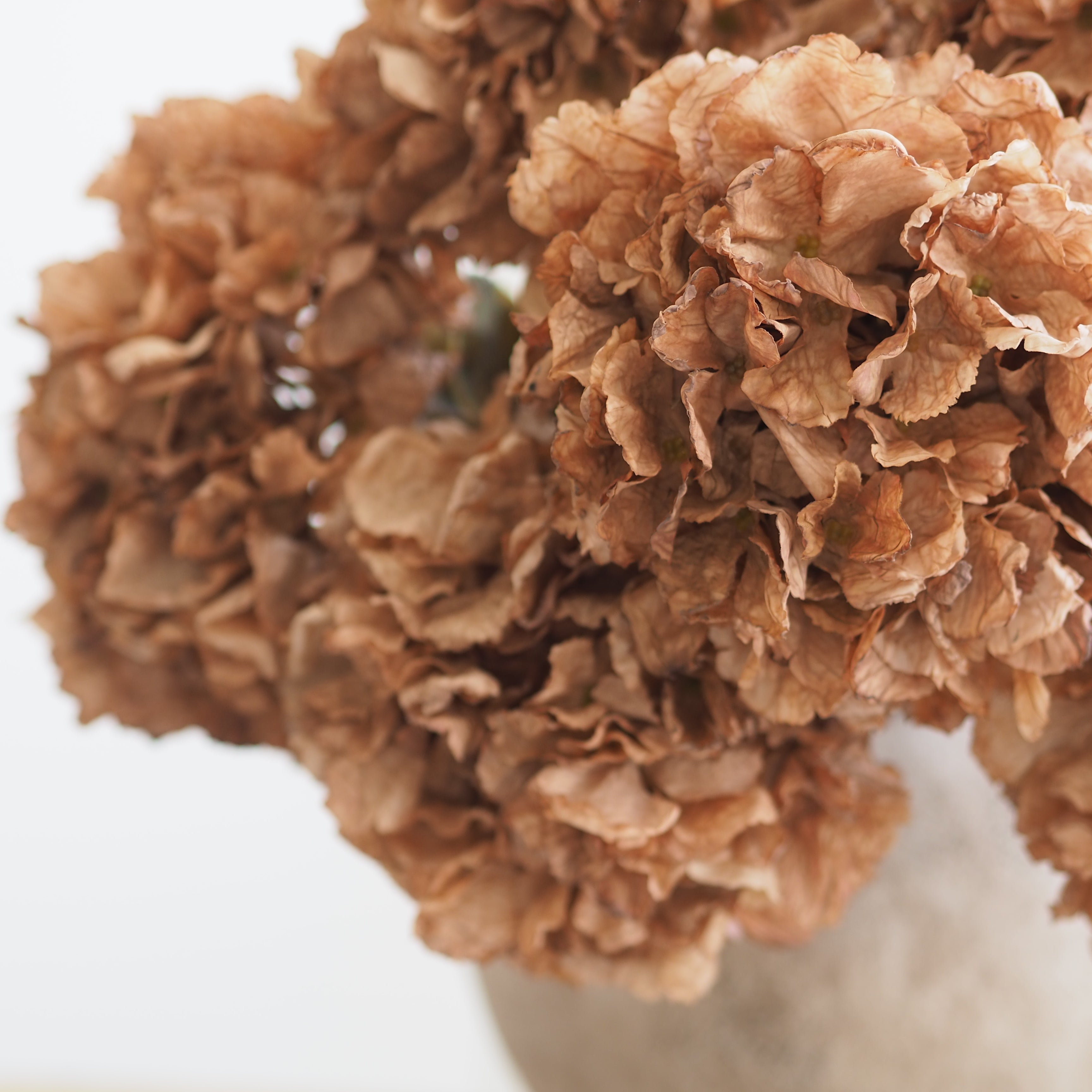 A close-up of dried, crinkled brown hydrangea blooms arranged in a light neutral vase against a soft white background.