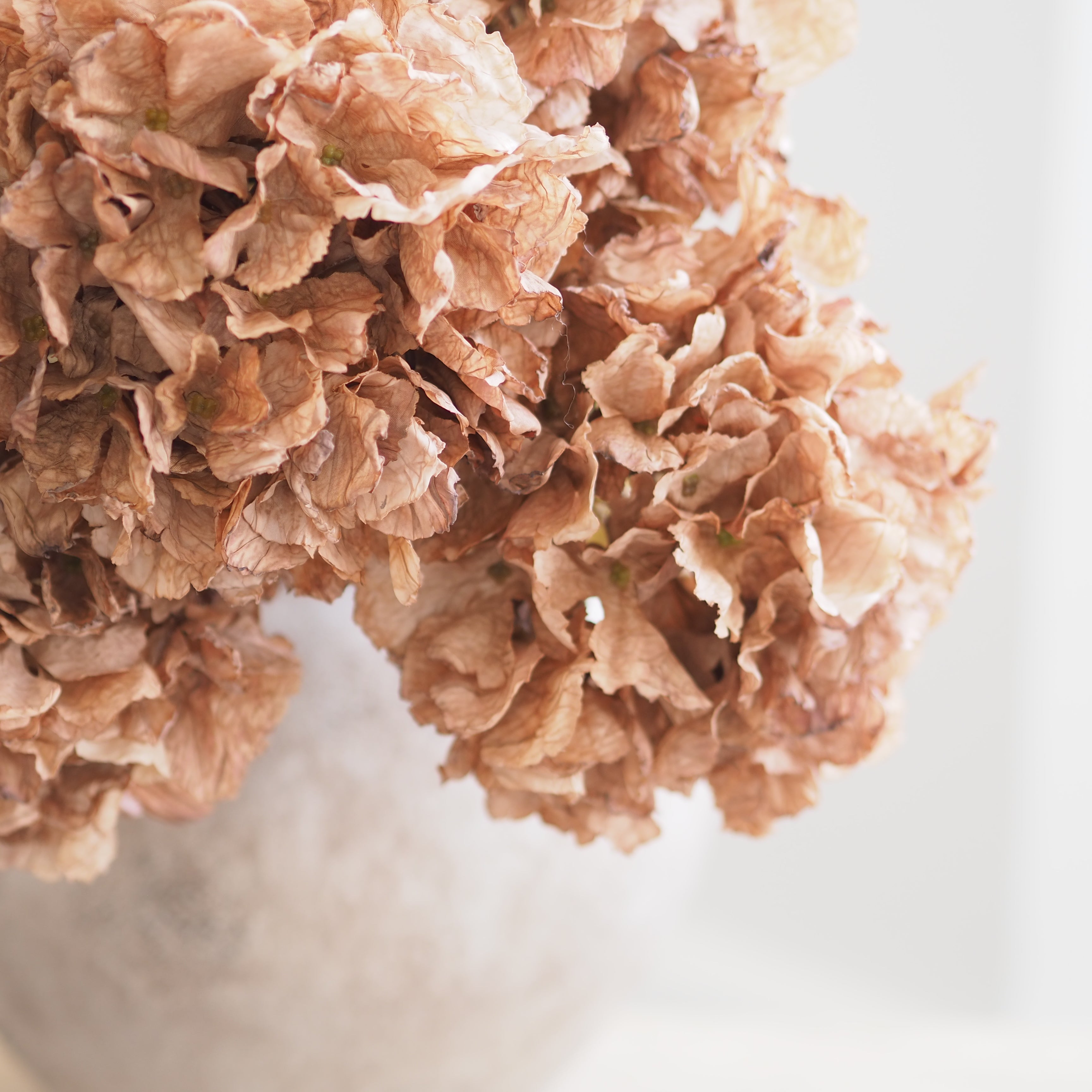 Close-up of dried pale peachy-brown latte hydrangea blooms with layered petals, set against a soft white background.